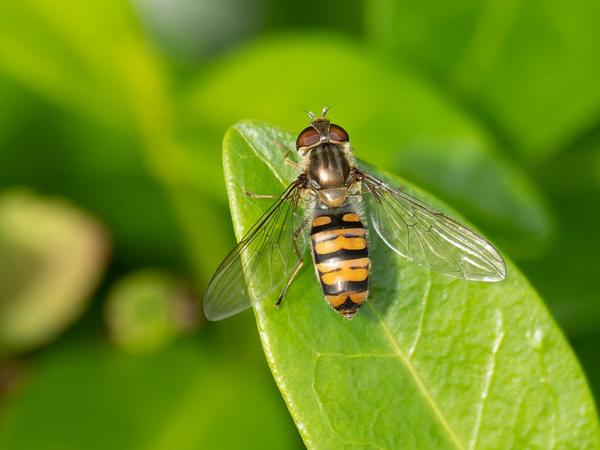 Snorzweefvlieg (Episyrphus balteatus)